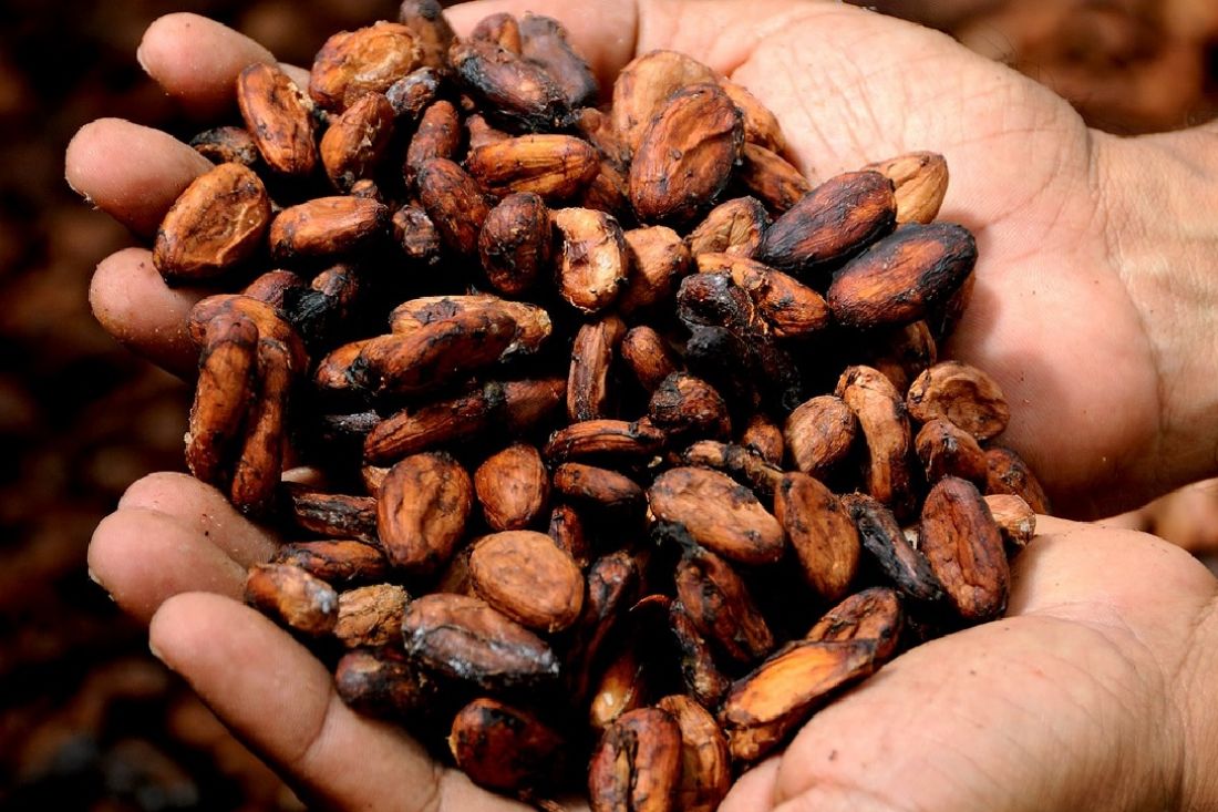 Novel food: autorizzati zuccheri da polpa di cacao